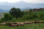 Sheep flocks are still widespread